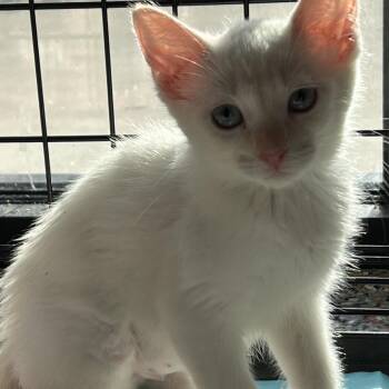Eleanor Rigby -  Domestic Short Hair Cat for Adoption in Salt Lake City, Utah - Eleanor Rigby | PetCurious