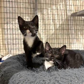 Mary -  Domestic Medium Hair Cat for Adoption in Lynchburg, Virginia - Mary | PetCurious