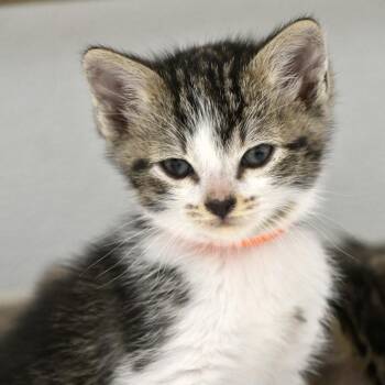 Stevie (Orange Collar) -  Domestic Short Hair Cat for Adoption in Chilliwack, British Columbia - Stevie (Orange Collar) | PetCurious