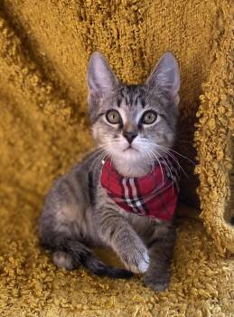 Stripes -  Domestic Short Hair and Tabby Cat for Adoption in Algood, Tennessee - Stripes | PetCurious