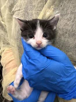 FETA -  Domestic Short Hair Cat for Adoption in Las Vegas, Nevada - FETA | PetCurious