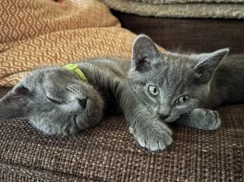 Coconut -  Russian Blue Cat Available for Adoption in Beaverton, Oregon - Coconut | PetCurious