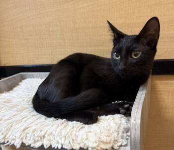 Flounder -  Domestic Short Hair Cat for Adoption in Warr Acres, Oklahoma - Flounder | PetCurious