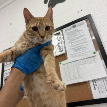 Domestic Short Hair Cats Available for Adoption in Edinburg, Texas - Rue | PetCurious