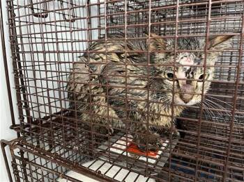A657174 -  Domestic Short Hair Cat for Adoption in Houston, Texas - A657174 | PetCurious
