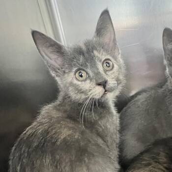 Daphne -  Domestic Short Hair Cat for Adoption in Sioux City, Iowa - Daphne | PetCurious