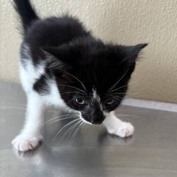 Domestic Short Hair Cats Available for Adoption in Clavet, Saskatchewan - Usopp | PetCurious