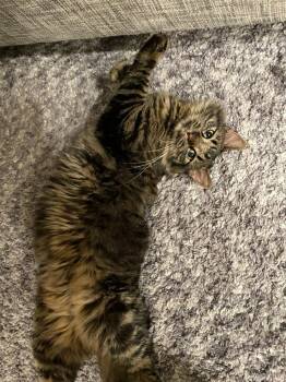 Rescue Domestic Long Hair Cats for Adoption in Thousand Oaks, California - Charlie | PetCurious