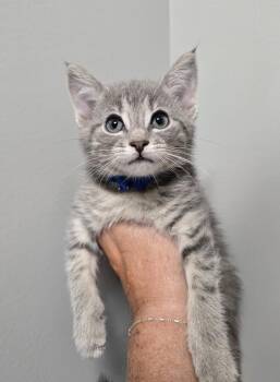 Domestic Medium Hair Cats Available for Adoption in Wellington, Kansas - JJ Hayes | PetCurious