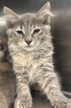 ARWEN* -  Domestic Medium Hair Cat for Adoption in Santa Cruz, California - ARWEN* | PetCurious
