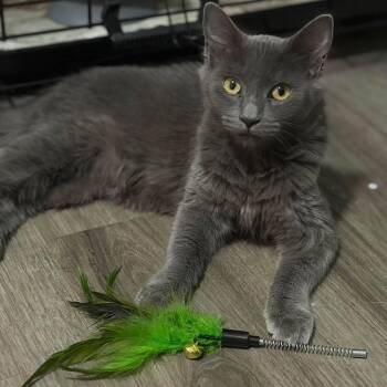 Nyxie -  Domestic Medium Hair Cat for Adoption in San Tan Valley, Arizona - Nyxie | PetCurious
