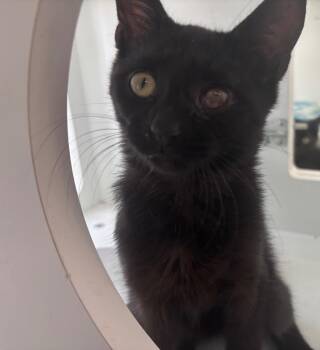 Plaid -  Domestic Short Hair Cat for Adoption in Gorham, Maine - Plaid | PetCurious