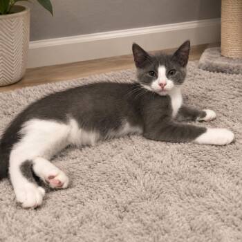 Kirby -  Domestic Short Hair Cat for Adoption in Andover, Minnesota - Kirby | PetCurious