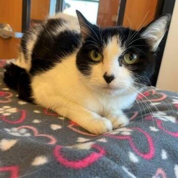 Domestic Short Hair Cats Available for Adoption - Jasmine | PetCurious