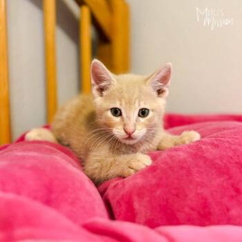 George -  Domestic Short Hair Cat for Adoption in Spokane, Washington - George | PetCurious