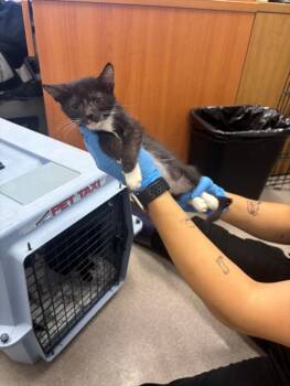 A142837 -  Domestic Short Hair Cat for Adoption in Burbank, California - A142837 | PetCurious