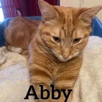Rescue Domestic Short Hair Cats for Adoption in Midland, Texas - Abby | PetCurious