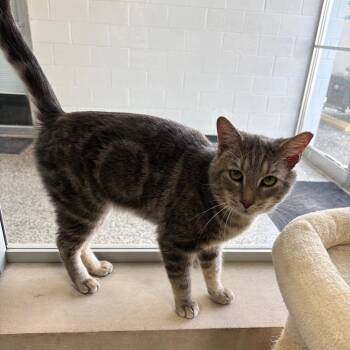 American Shorthair Cats Available for Adoption in Greenfield, Indiana - Sam | PetCurious