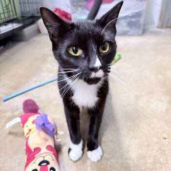 Rescue American Shorthair Cats for Adoption in Philadelphia, Pennsylvania - Carrie | PetCurious