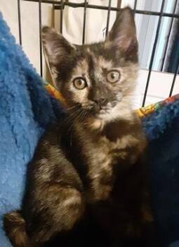 Domestic Short Hair Cats Available for Adoption in North Highlands, California - Hilti | PetCurious