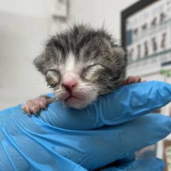 Domestic Short Hair Cats Available for Adoption in Edinburg, Texas - Josephine | PetCurious