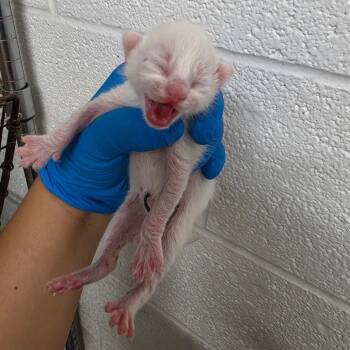 Cloud -  Domestic Short Hair Cat for Adoption in Edinburg, Texas - Cloud | PetCurious