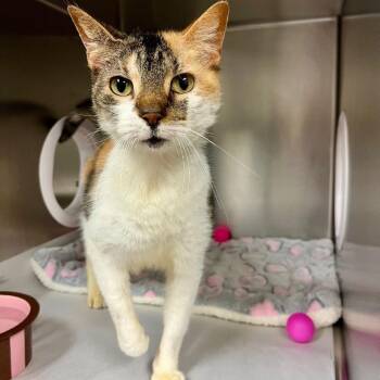 Domestic Short Hair Cats Available for Adoption - Heart | PetCurious