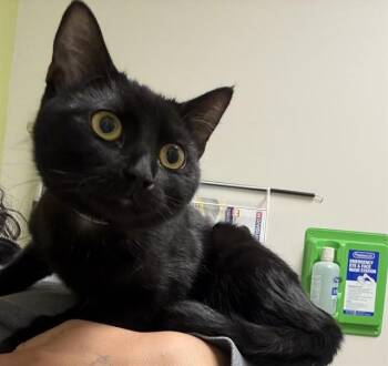 Domestic Short Hair Cats Available for Adoption in Pueblo, Colorado - SASSY PANTS | PetCurious