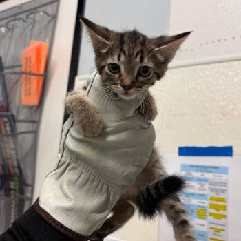 Lucy* -  Domestic Short Hair Cat for Adoption in San Gabriel, California - Lucy* | PetCurious