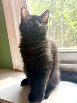 Monte -  Domestic Short Hair Cat for Adoption in Jackson, Georgia - Monte | PetCurious