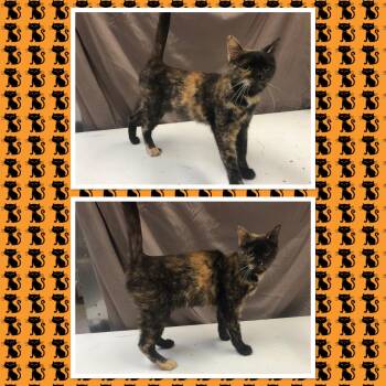 Rescue Domestic Short Hair Cats for Adoption in Buckhannon, West Virginia - TENEBRIS | PetCurious