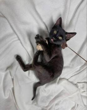 Tart -  Bombay and Domestic Short Hair Cat for Adoption in Knoxville, Tennessee - Tart | PetCurious