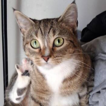 Domestic Short Hair Cats Available for Adoption - Lynxy -- Bonded Buddy With Merlin & Bean | PetCurious