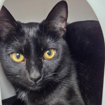 Rafa -  Domestic Short Hair Cat for Adoption in Los Angeles, California - Rafa | PetCurious