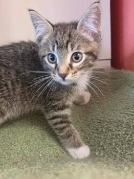Bubbles -  Domestic Short Hair Cat for Adoption in Scottsbluff, Nebraska - Bubbles | PetCurious
