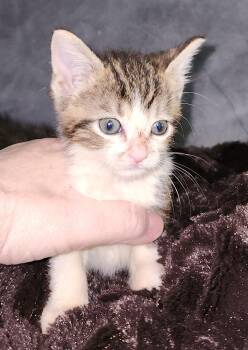 Faith -  Tabby Cat for Adoption in Chicago, Illinois - Faith | PetCurious