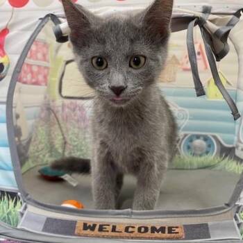 Domestic Short Hair Cats Available for Adoption - Hummingbird | PetCurious
