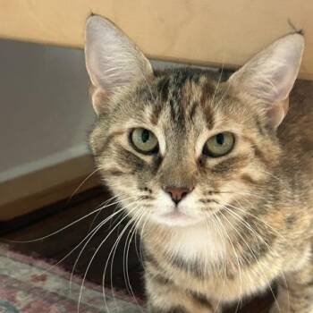 Tulip -  Domestic Short Hair Cat for Adoption in Gibsonia, Pennsylvania - Tulip | PetCurious