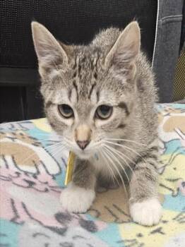 Domestic Short Hair Cats Available for Adoption - TIGER LILY | PetCurious