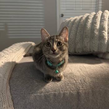 Litzy -  Tabby Cat for Adoption in Houston, Texas - Litzy | PetCurious