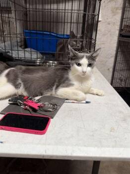 Breadcrumb -  Domestic Short Hair Cat for Adoption in Jersey City, New Jersey - Breadcrumb | PetCurious
