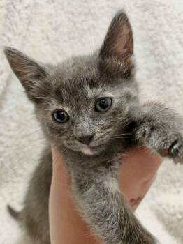 Rescue Domestic Short Hair and Dilute Tortoiseshell Cats for Adoption in Lemont, Illinois - Saturday | PetCurious