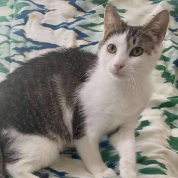 Domestic Short Hair Cats Available for Adoption in Philadelphia, Pennsylvania - Yoyo (**Bonded With Toto) | PetCurious