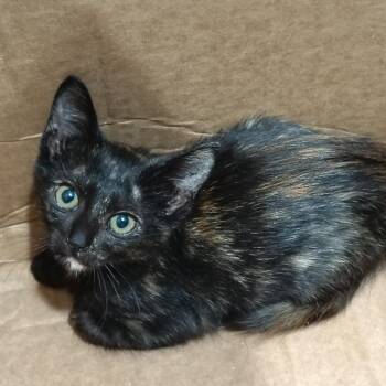 Bullseye -  Domestic Short Hair Cat for Adoption in Beulaville, North Carolina - Bullseye | PetCurious