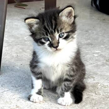 Domestic Short Hair Cats Available for Adoption in Pompano Beach, Florida - Tater Tot | PetCurious