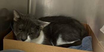 Domestic Short Hair Cats Available for Adoption in West Chester, Pennsylvania - Maria De Luna | PetCurious