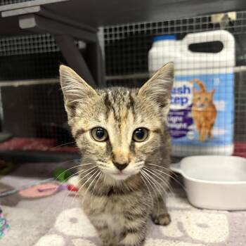 Alex -  Tabby and Domestic Short Hair Cat for Adoption in Columbia, South Carolina - Alex | PetCurious