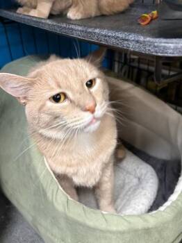 Domestic Short Hair Cats Available for Adoption in Louisville, Kentucky - Tandy And Talbot (bonded Pair) | PetCurious