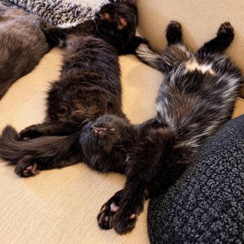 Jolene -  Domestic Long Hair Cat for Adoption in Hopkinton, Massachusetts - Jolene | PetCurious