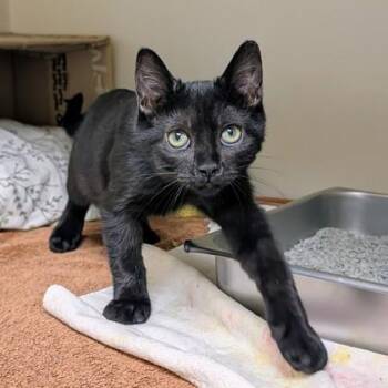 Oregano -  Domestic Short Hair Cat for Adoption in Richmond, Virginia - Oregano | PetCurious
